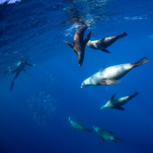 Sea lions twisting and diving close below the surface, Magdalena Bay, Baja California Sur, Mexico