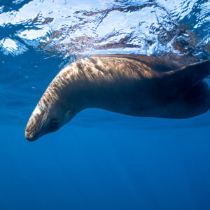Close-up of a sea lion swimming just beneath the rippled surface, Magdalena Bay, Baja California Sur, Mexico