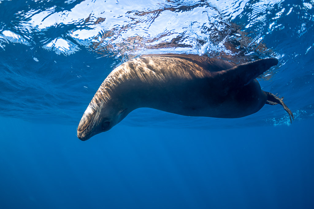 Close-up of a sea lion swimming just beneath the rippled surface, Magdalena Bay, Baja California Sur, Mexico