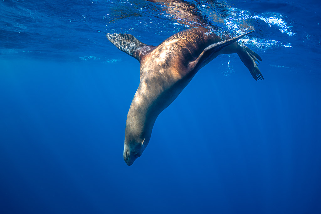 Otarie plongeant tête la première depuis la surface dans le bleu profond, baie de Magdalena, Basse-Californie du Sud, Mexique
