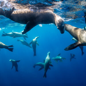Sea lions crowding just under the surface, one looking at the lens, Magdalena Bay, Baja California Sur, Mexico