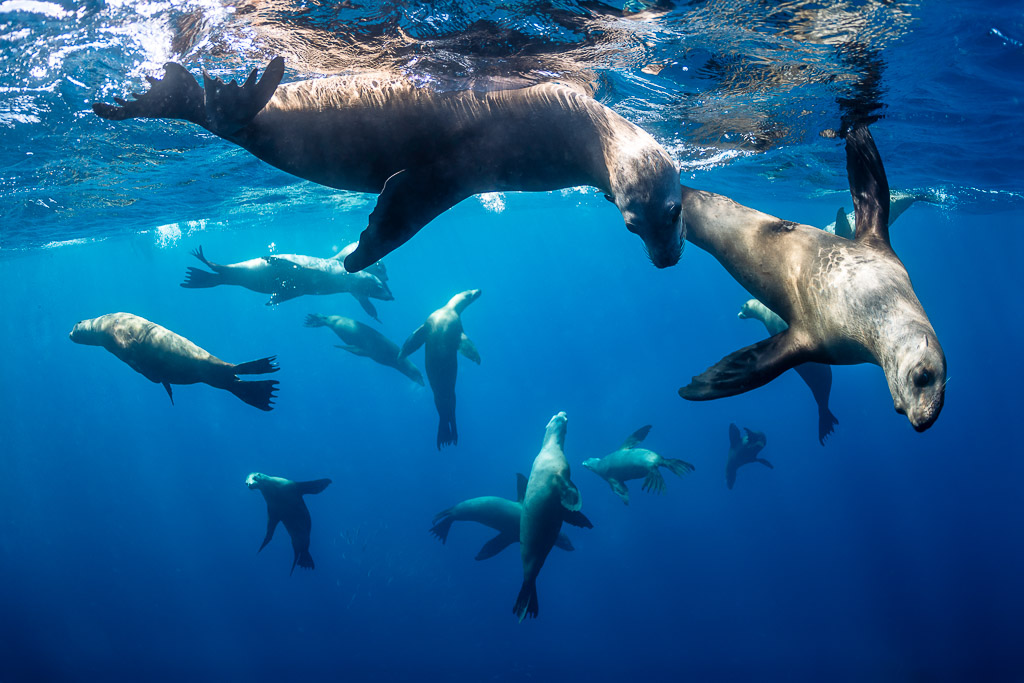 Sea lions crowding just under the surface, one looking at the lens, Magdalena Bay, Baja California Sur, Mexico