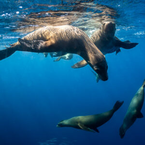 Sea lions swimming close below the surface, one in foreground, Magdalena Bay, Baja California Sur, Mexico