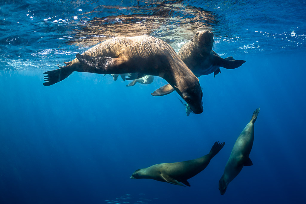Sea lions swimming close below the surface, one in foreground, Magdalena Bay, Baja California Sur, Mexico