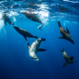 Groupe d’otaries descendant en spirale depuis la surface, cadrage vertical, baie de Magdalena, Basse-Californie du Sud, Mexique