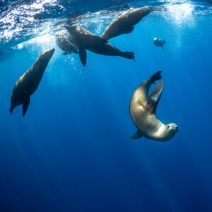 Sea lion curling into a tight turn below others at the surface, Magdalena Bay, Baja California Sur, Mexico