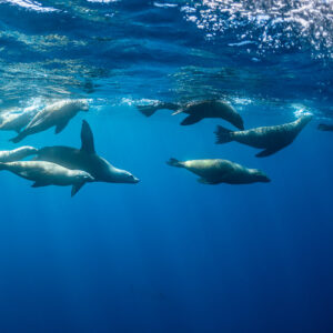 File d’otaries nageant en rang juste sous la surface, baie de Magdalena, Basse-Californie du Sud, Mexique