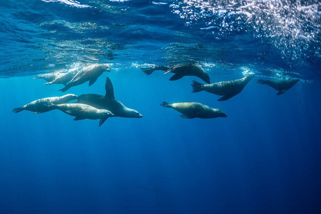 File d’otaries nageant en rang juste sous la surface, baie de Magdalena, Basse-Californie du Sud, Mexique