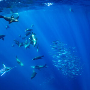 Sea lions and a striped marlin converging on a bait ball, Magdalena Bay, Baja California Sur, Mexico