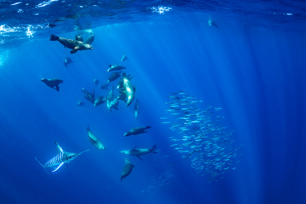 Sea lions and a striped marlin converging on a bait ball, Magdalena Bay, Baja California Sur, Mexico