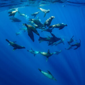 Dense group of sea lions gathered under the surface in sunrays, Magdalena Bay, Baja California Sur, Mexico
