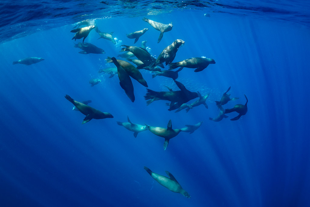 Groupe dense d’otaries rassemblées sous la surface dans les rais de lumière, baie de Magdalena, Basse-Californie du Sud, Mexique