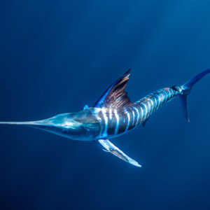 Striped marlin with lit-up stripes in dark blue water, Magdalena Bay, Baja California Sur, Mexico