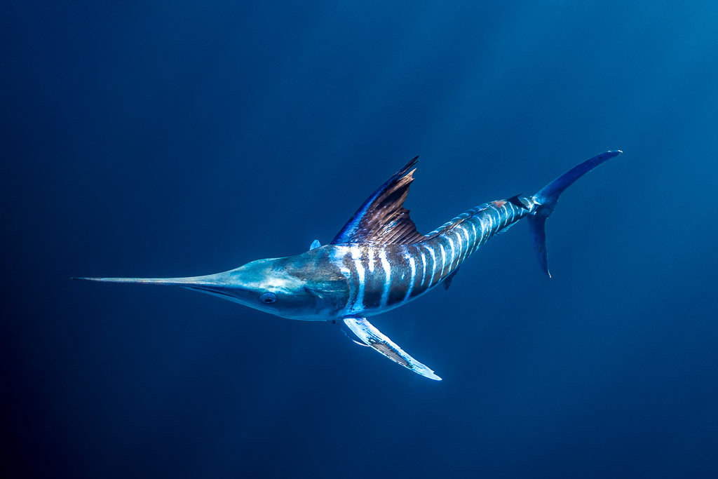 Striped marlin with lit-up stripes in dark blue water, Magdalena Bay, Baja California Sur, Mexico