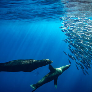 Deux otaries nageant sous une colonne de poissons-fourrage, baie de Magdalena, Basse-Californie du Sud, Mexique