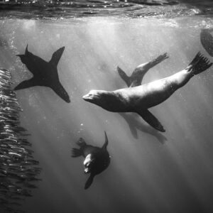 Black-and-white image of sea lions hunting beside a bait school, Magdalena Bay, Baja California Sur, Mexico