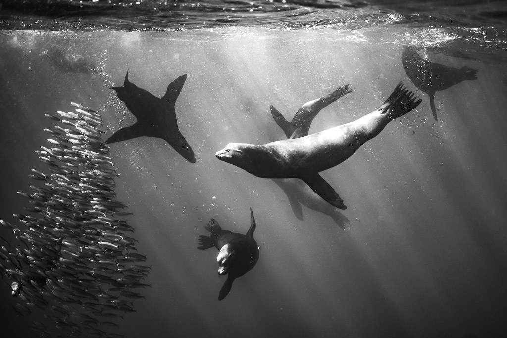 Image en noir et blanc d’otaries chassant à côté d’un banc de fourrage, baie de Magdalena, Basse-Californie du Sud, Mexique