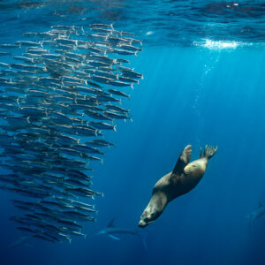Otarie plongeant le long d’un mur vertical de poissons-fourrage, baie de Magdalena, Basse-Californie du Sud, Mexique