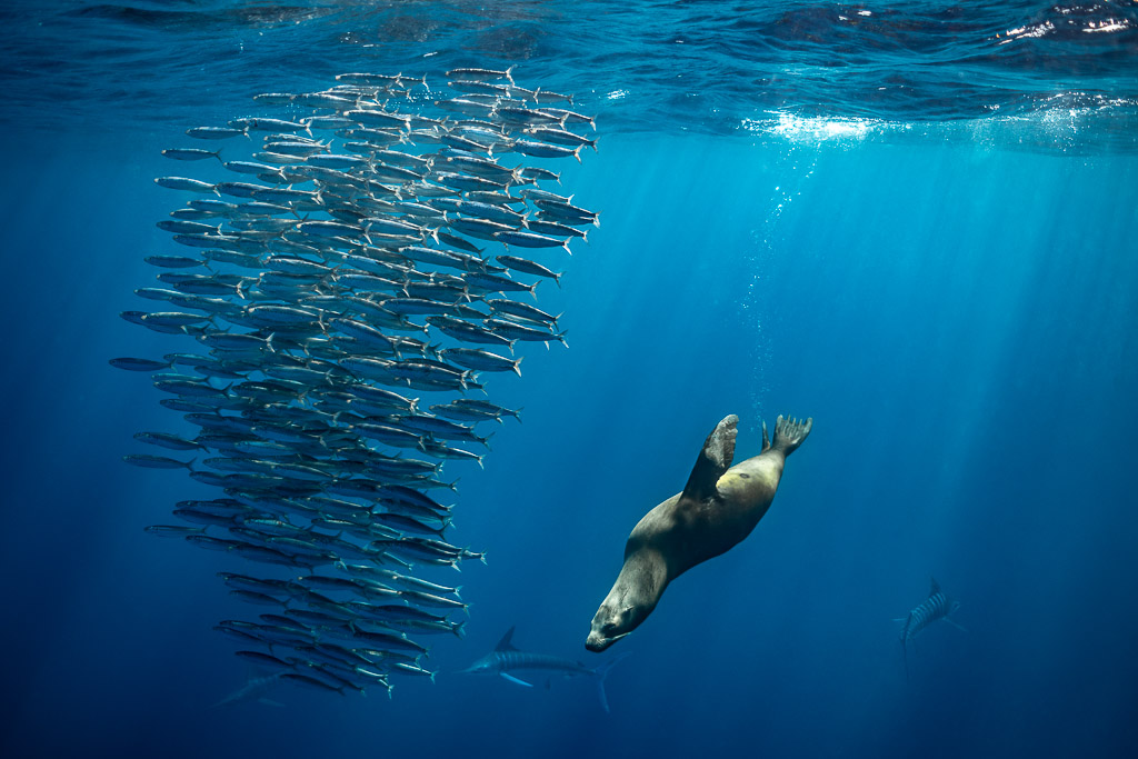 Otarie plongeant le long d’un mur vertical de poissons-fourrage, baie de Magdalena, Basse-Californie du Sud, Mexique