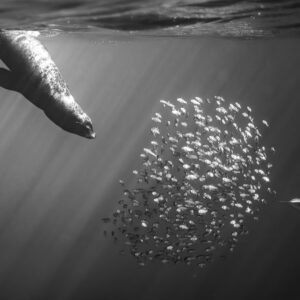 Black-and-white image of a sea lion and striped marlin around a bait ball, Magdalena Bay, Baja California Sur, Mexico