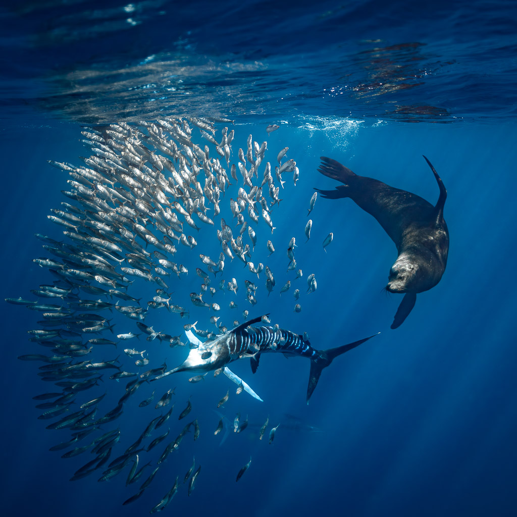 Marlin rayé et otarie attaquant une boule de fourrage, cadrage carré, baie de Magdalena, Basse-Californie du Sud, Mexique