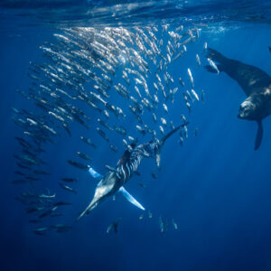 Marlin rayé fendant le fourrage pendant qu’une otarie plonge, baie de Magdalena, Basse-Californie du Sud, Mexique