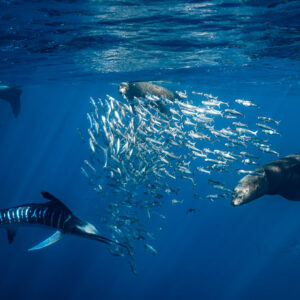 Marlin rayé et otaries resserrant l’étau sur une boule de fourrage près de la surface, baie de Magdalena, Basse-Californie du Sud, Mexique