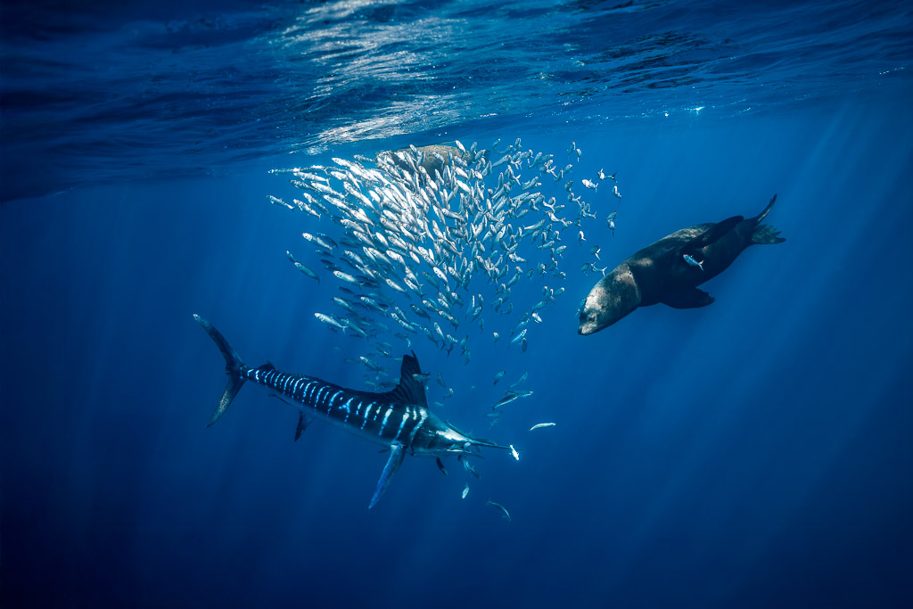 Striped marlin and sea lion flanking a bait ball in deep blue, Magdalena Bay, Baja California Sur, Mexico