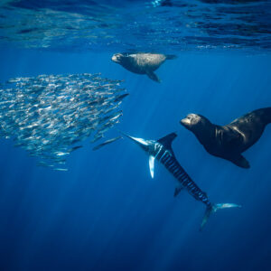 Otarie et marlin rayé chassant un banc de fourrage à la dérive, baie de Magdalena, Basse-Californie du Sud, Mexique