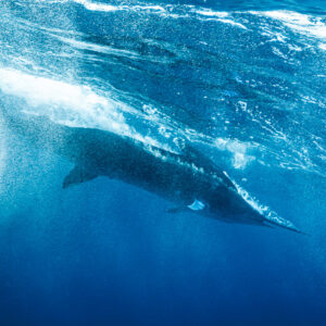 Striped marlin plunging through surface whitewater and bubbles, Magdalena Bay, Baja California Sur, Mexico