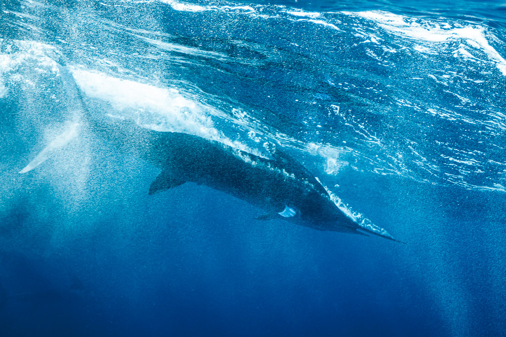 Striped marlin plunging through surface whitewater and bubbles, Magdalena Bay, Baja California Sur, Mexico