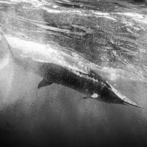 Black-and-white image of a striped marlin plunging through surface foam, Magdalena Bay, Baja California Sur, Mexico