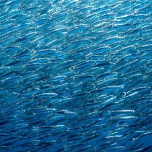 Frame-filling school of sardines streaming in blue water, Magdalena Bay, Baja California Sur, Mexico