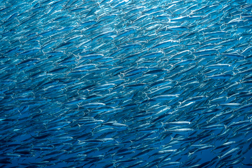Frame-filling school of sardines streaming in blue water, Magdalena Bay, Baja California Sur, Mexico