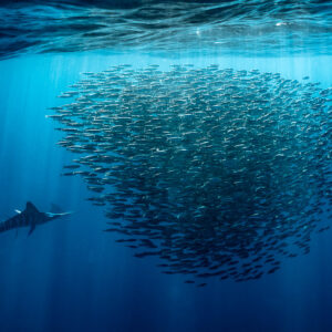 Striped marlin approaching a huge sardine bait ball under the surface, Magdalena Bay, Baja California Sur, Mexico