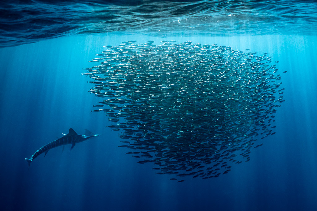 Striped marlin approaching a huge sardine bait ball under the surface, Magdalena Bay, Baja California Sur, Mexico