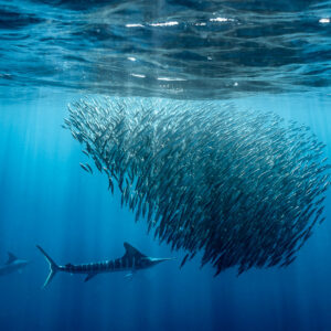 Two striped marlins circling below a teardrop-shaped bait ball, Magdalena Bay, Baja California Sur, Mexico
