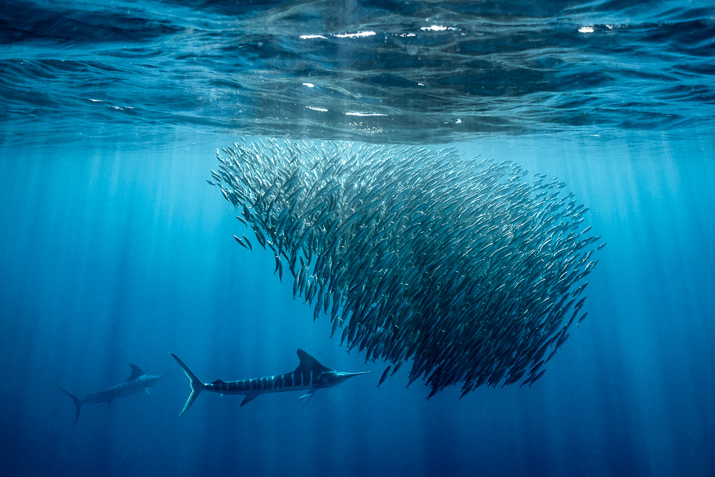 Two striped marlins circling below a teardrop-shaped bait ball, Magdalena Bay, Baja California Sur, Mexico