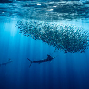 Striped marlin hunting below a dense bait ball pierced by sun rays, Magdalena Bay, Baja California Sur, Mexico