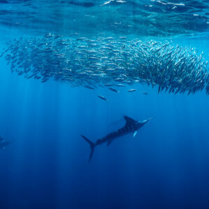 Two striped marlin cruising beneath an elongated bait ball near the surface, Magdalena Bay, Baja California Sur, Mexico