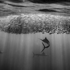 Vue en noir et blanc de trois marlins rayés attaquant un banc de poissons, baie de Magdalena, Basse-Californie du Sud, Mexique