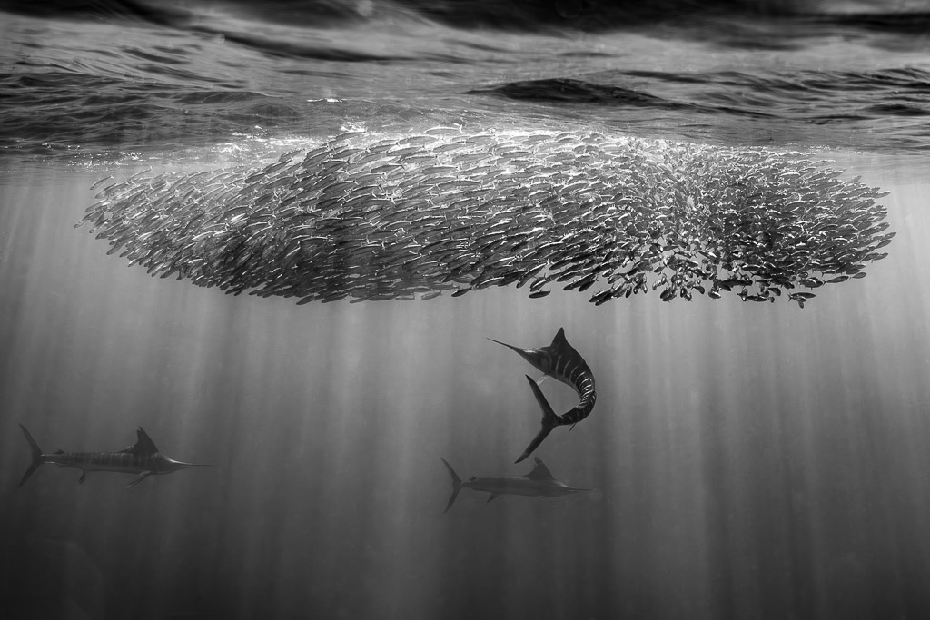 Black-and-white view of three striped marlin attacking a bait ball, Magdalena Bay, Baja California Sur, Mexico