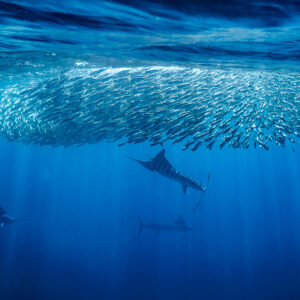Striped marlin rising toward a wide bait ball under the surface, Magdalena Bay, Baja California Sur, Mexico
