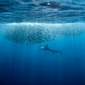 Lone striped marlin patrolling under a flattened bait ball in blue water, Magdalena Bay, Baja California Sur, Mexico