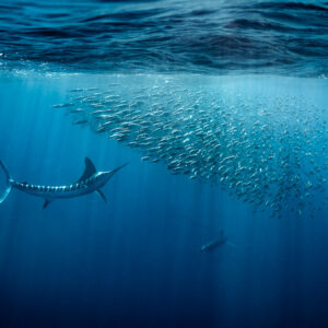 Striped marlin with bright vertical stripes charging into a school of fish, Magdalena Bay, Baja California Sur, Mexico