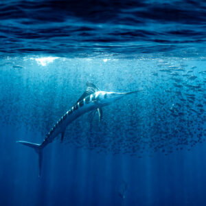 Striped marlin turning upward through a scattered school of bait fish, Magdalena Bay, Baja California Sur, Mexico