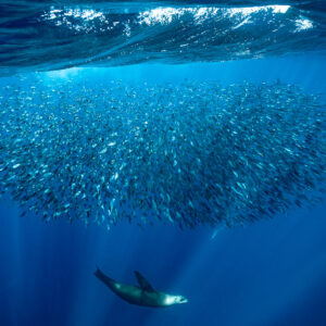 Otarie nageant sous un immense banc ovale près de la surface, baie de Magdalena, Basse-Californie du Sud, Mexique