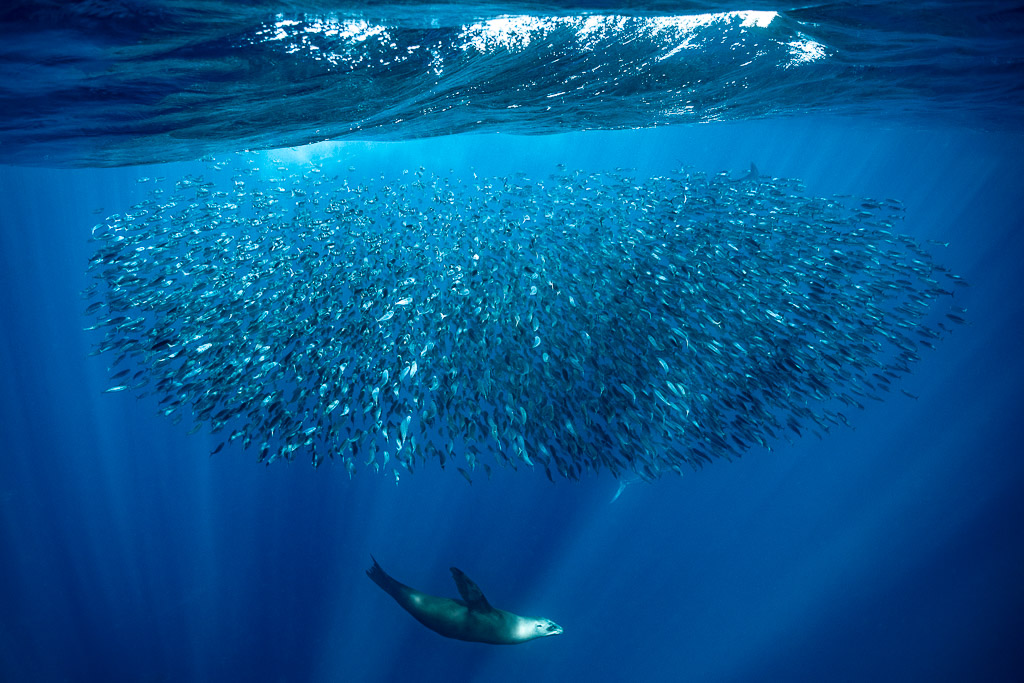 Otarie nageant sous un immense banc ovale près de la surface, baie de Magdalena, Basse-Californie du Sud, Mexique