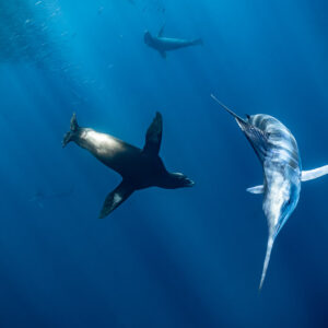 California sea lion and striped marlin swimming side by side in blue water, Magdalena Bay, Baja California Sur, Mexico