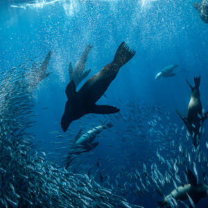 Groupe d’otaries plongeant dans un banc de poissons au milieu des bulles, baie de Magdalena, Basse-Californie du Sud, Mexique